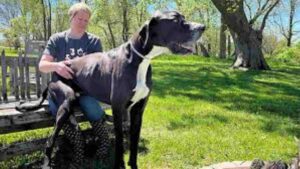 Kevin, World’s Tallest Male Dog, Dies Shortly After Guinness Record