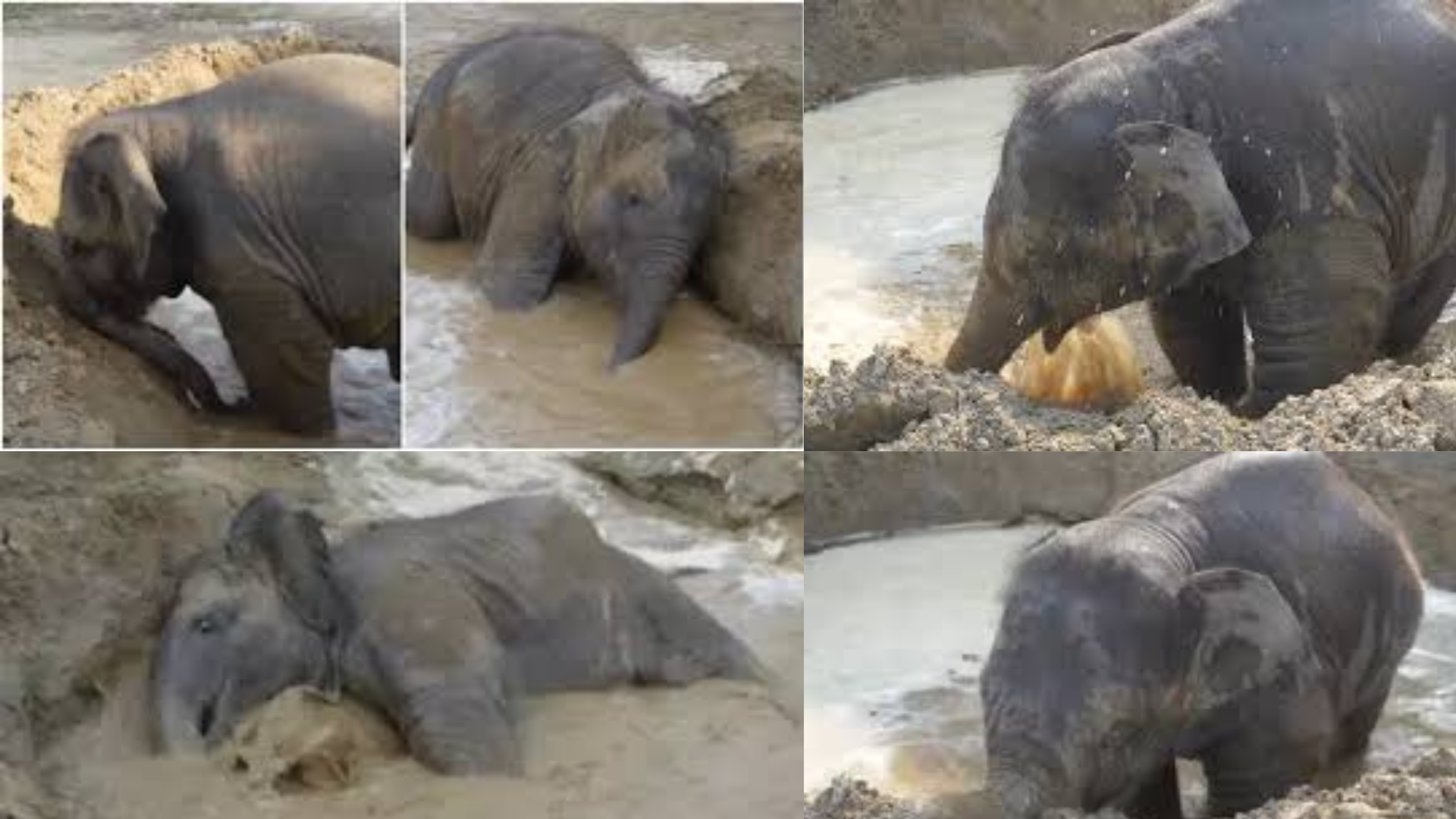 Rescued Baby Elephant Bani Finds Joy In Pool Time At Mathura Hospital; Video Goes Viral