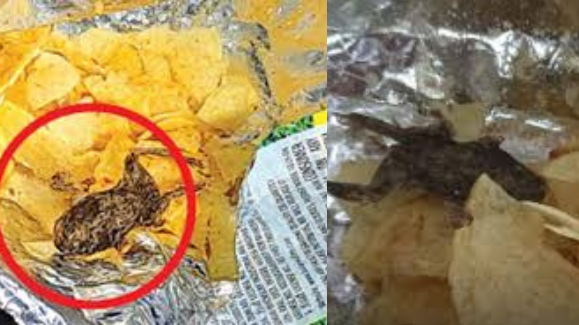 Viral: Dead Frog Reportedly Discovered In Packet Of Wafers In Gujarat