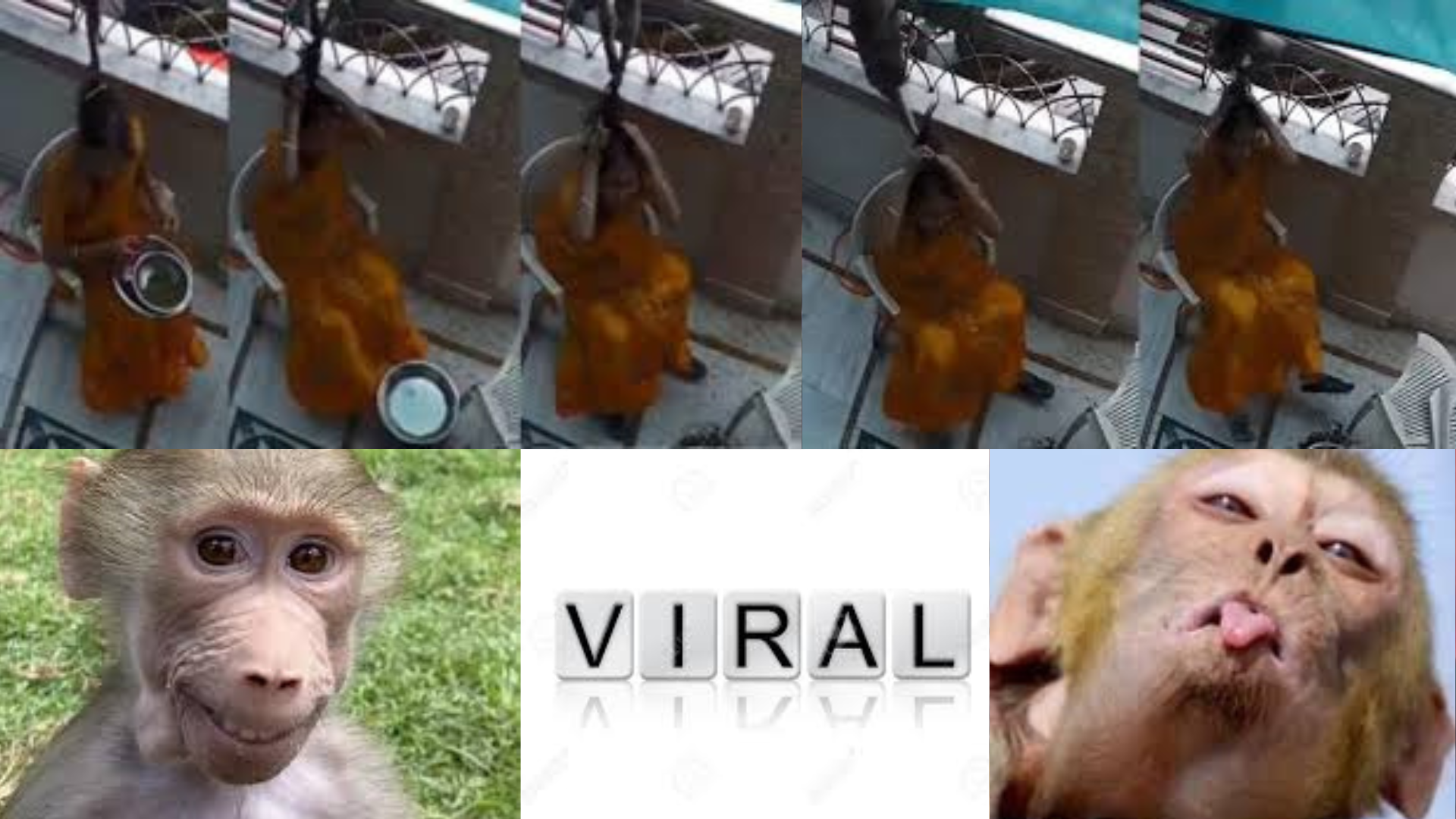 Watch Viral Video: 2 Monkeys Grab Woman’s Hair In Ajmer