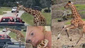 Giraffe Lifts Toddler From Truck At Texas Wildlife Center: Watch Video