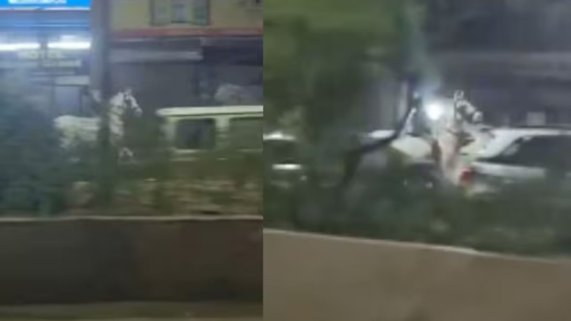 Delhi: Man Rides White Horse On Streets, Reminds Netizens Of This Movie