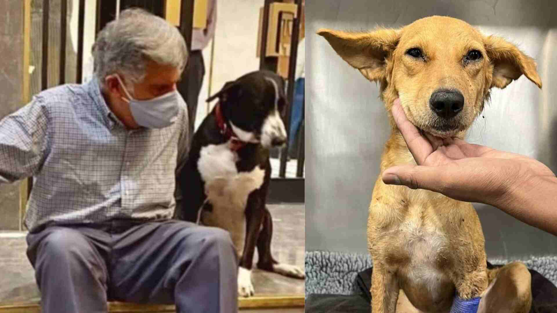 ‘Mumbai, I Need Your Help’, Ratan Tata Seeks Blood Donor For Stray Dog