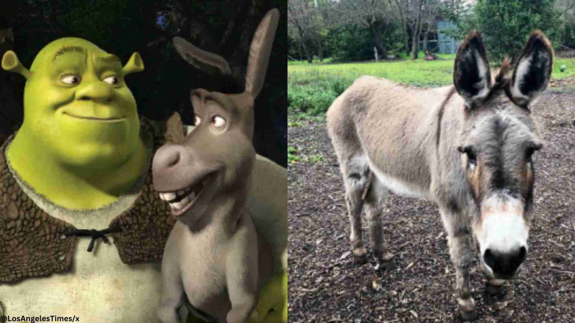 ‘Shrek’ Donkey Receives $10,000 For Healthcare In Northern California