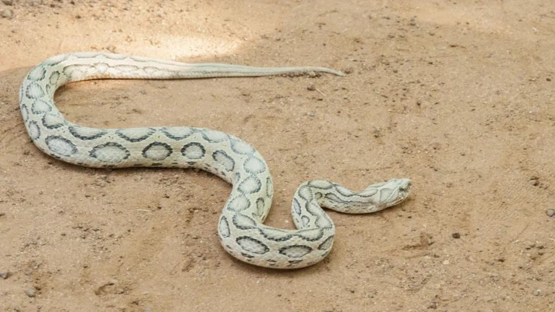 Bangladesh Instructs Hospitals To Stock Anti-Venom Amid Rising Cases Of Snake Bites