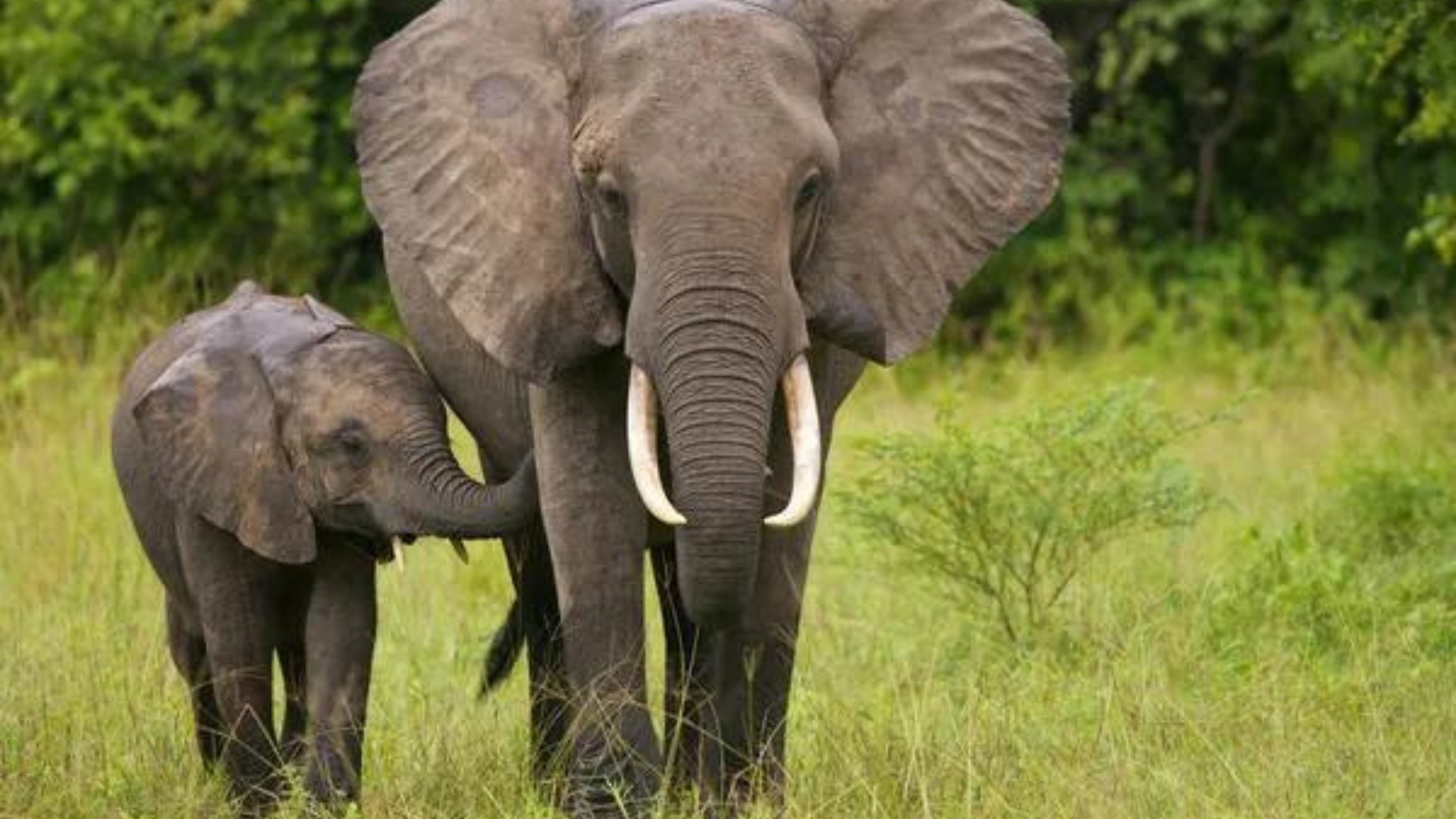 Revealed: Do Elephants Call Each Other By Their Names?