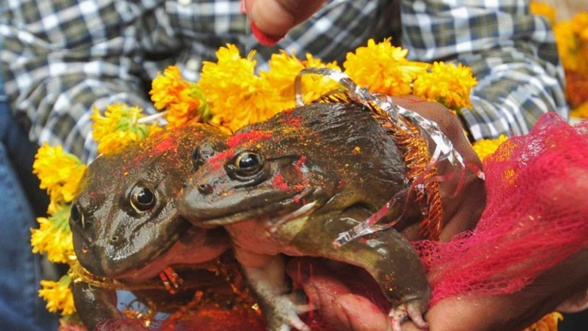 Frog Wedding In Varanasi