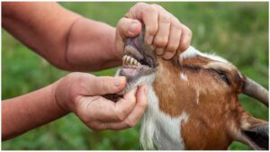 Pak Trader Arrested In Karachi For Selling Goats With Plastic Teeth Ahead Of Eidul Adha