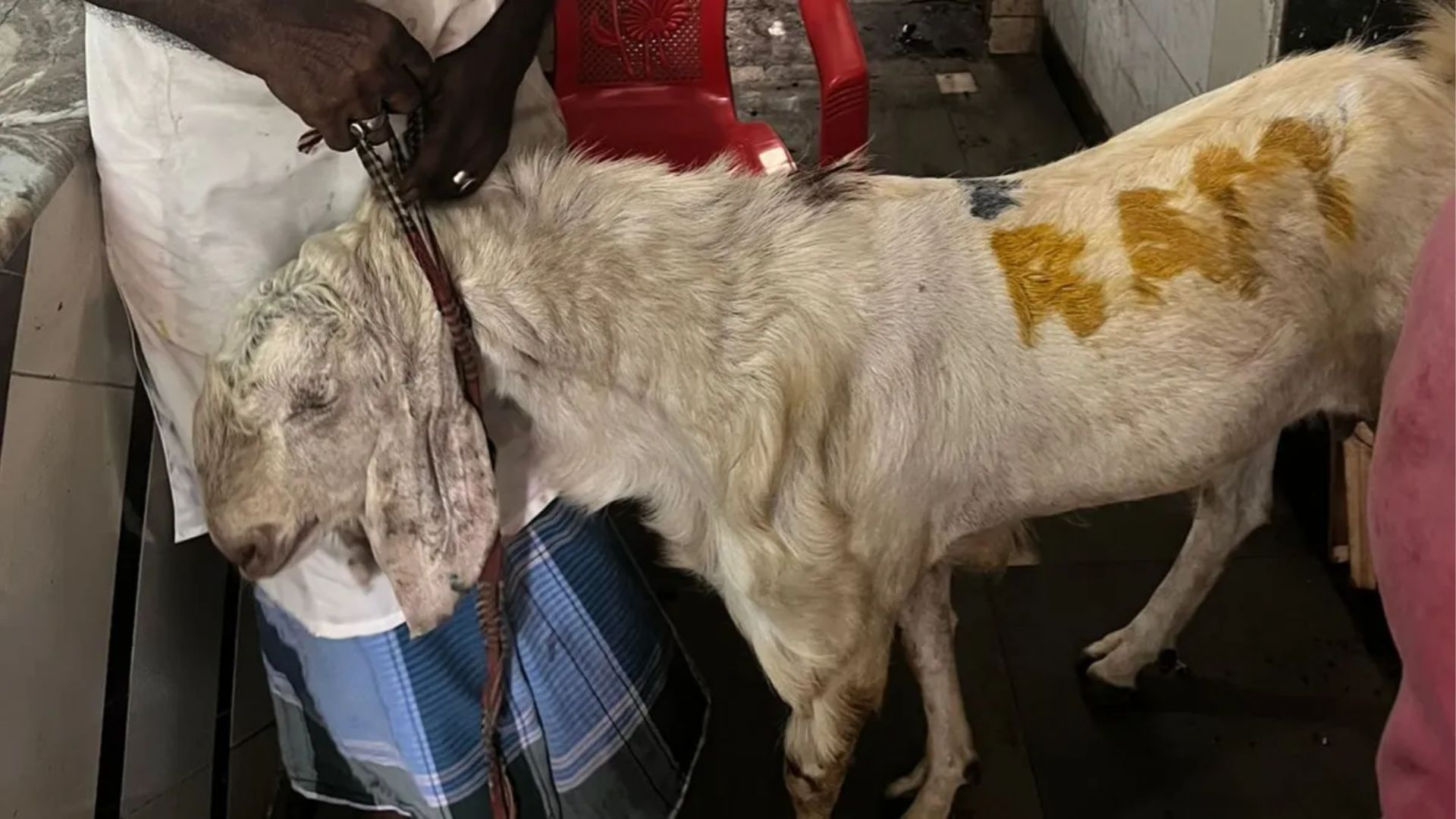 FIR Filed: Navi Mumbai Butcher Tried To Sell Goat With ‘RAM’ Scribbled On It Ahead Of Bakrid – Video Goes Viral