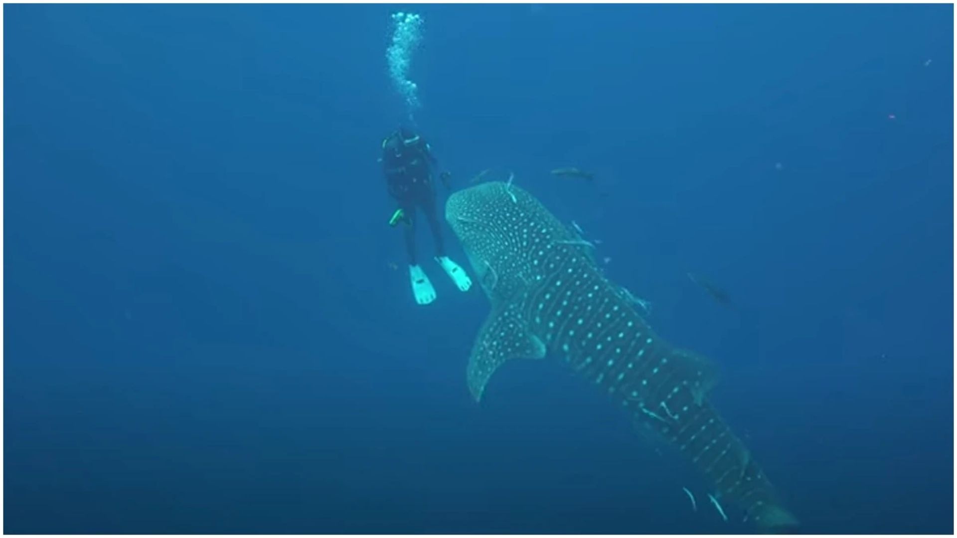 Watch: Scuba Diver Encounters With Whale Shark In Thailand