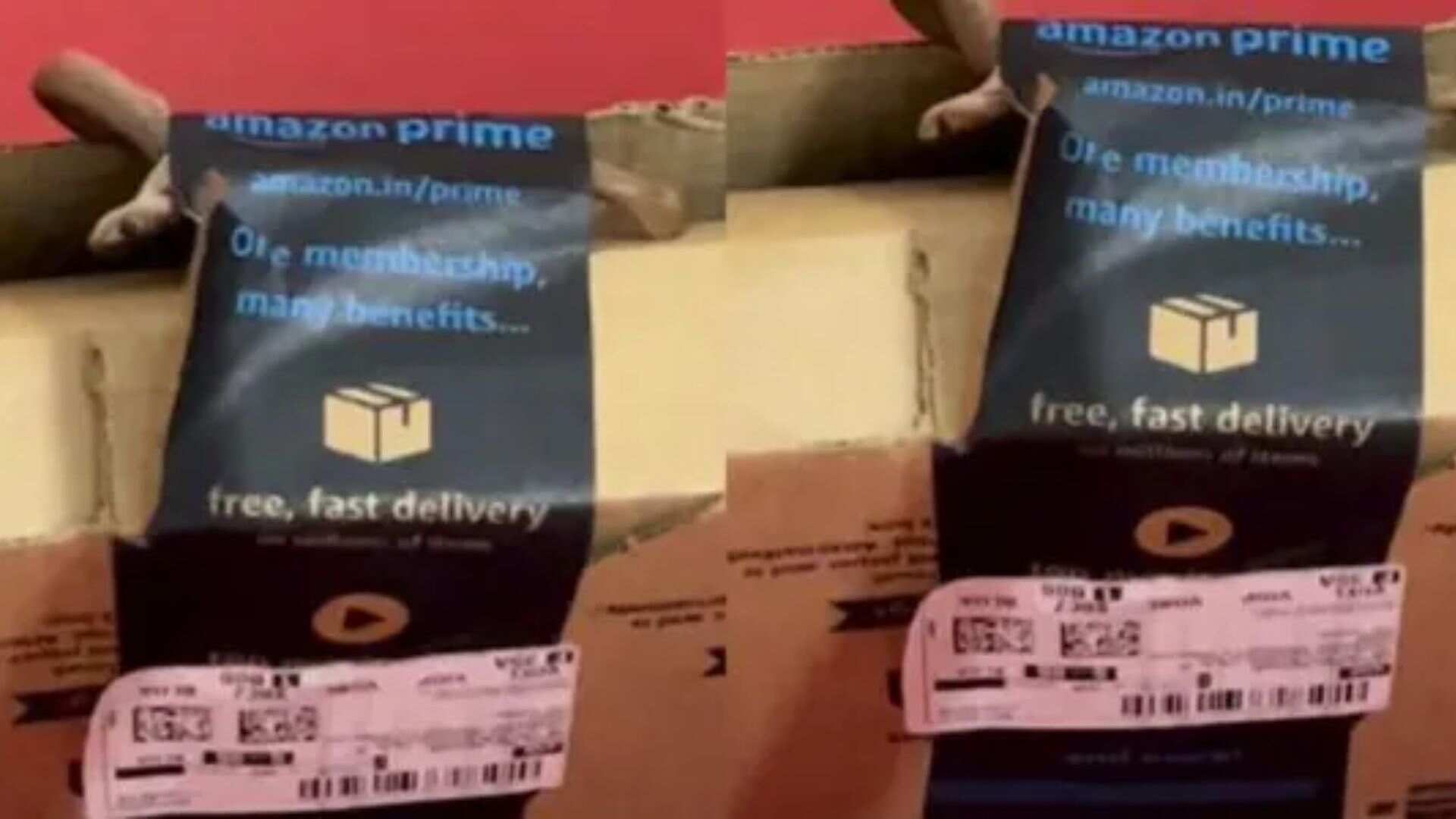 Watch: Amazon Delivers ‘Free Snake’ Along With Xbox Controller In Bengaluru