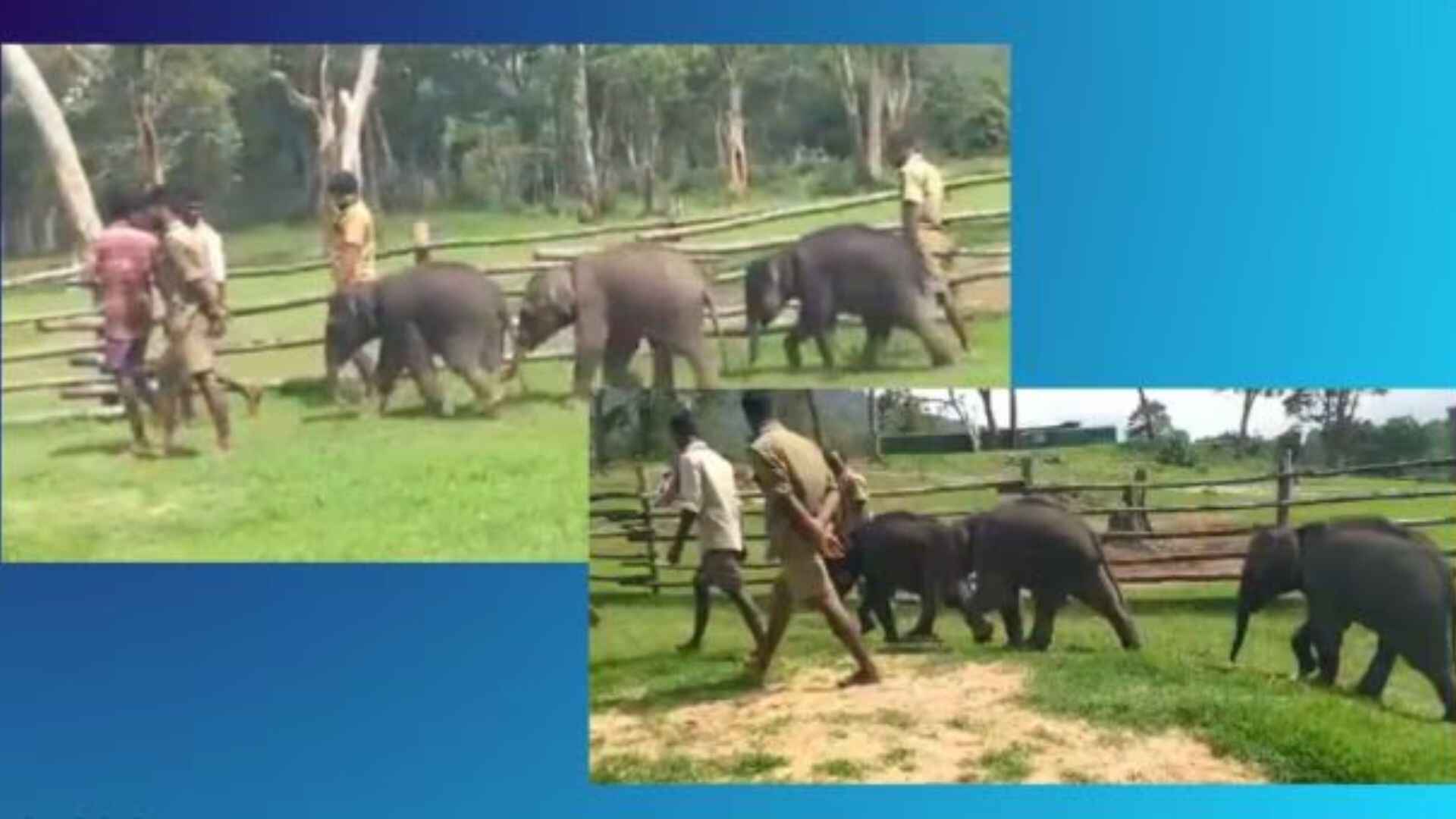 IAS Officer’s Shares Post Of Baby Elephants’ Morning Stroll In Tamil Nadu, Video Goes Viral