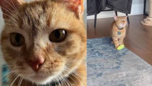 Cala The ‘Singing’ Cat, Passes Away At 12, Leaving Internet Heartbroken