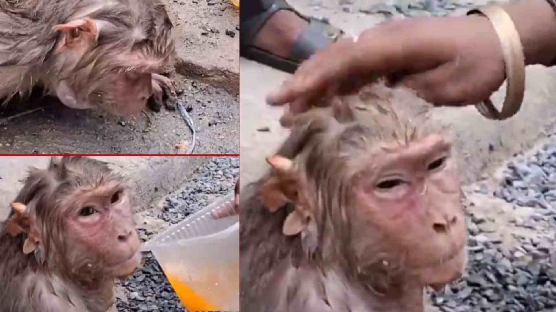 Ghaziabad Residents Save Monkey Who Fell From Tree Due To Heatwave, Video Goes Viral