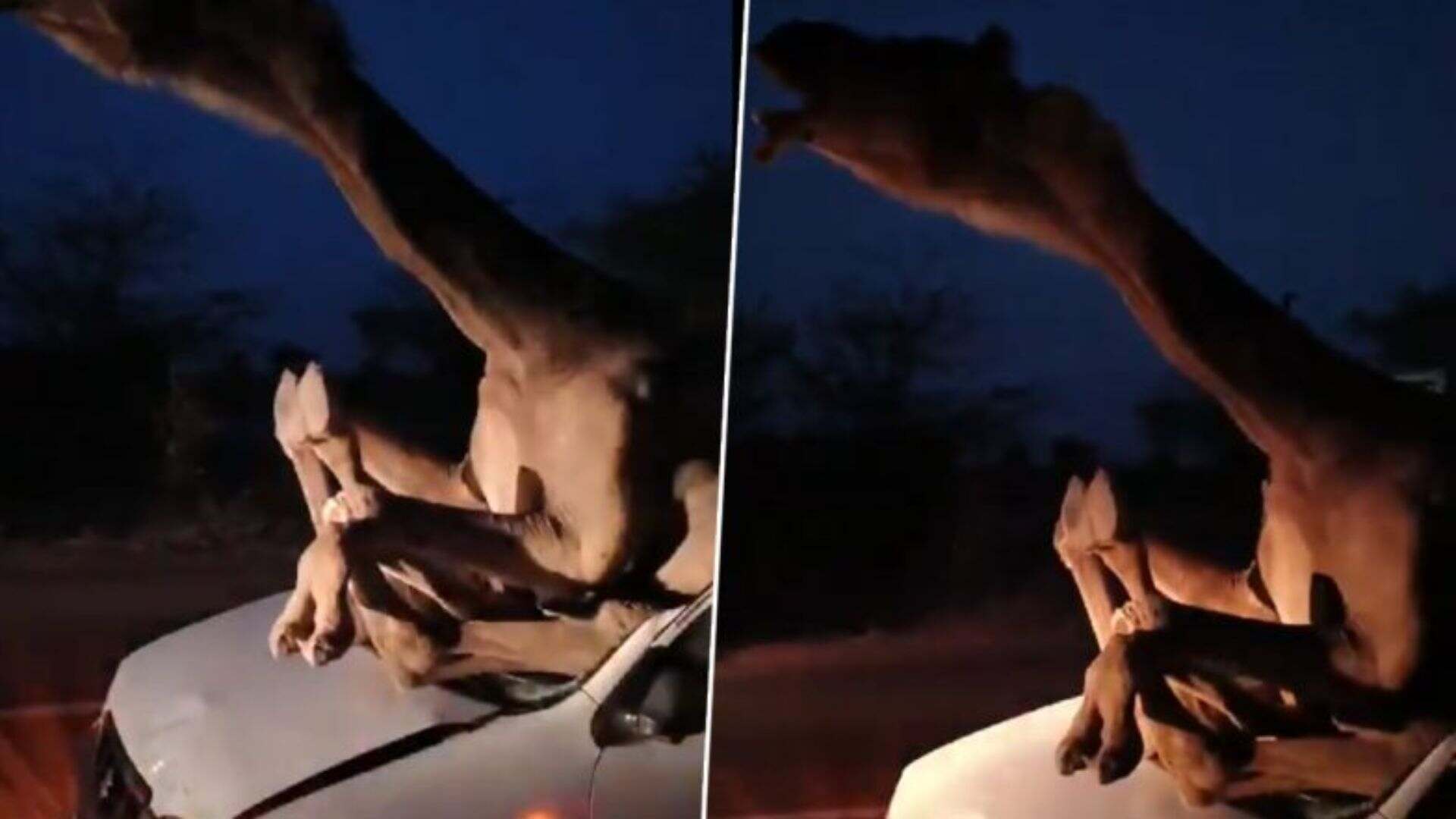 Viral: Camel Gets Stuck In Car Windscreen After High-Speed Collision In Rajasthan