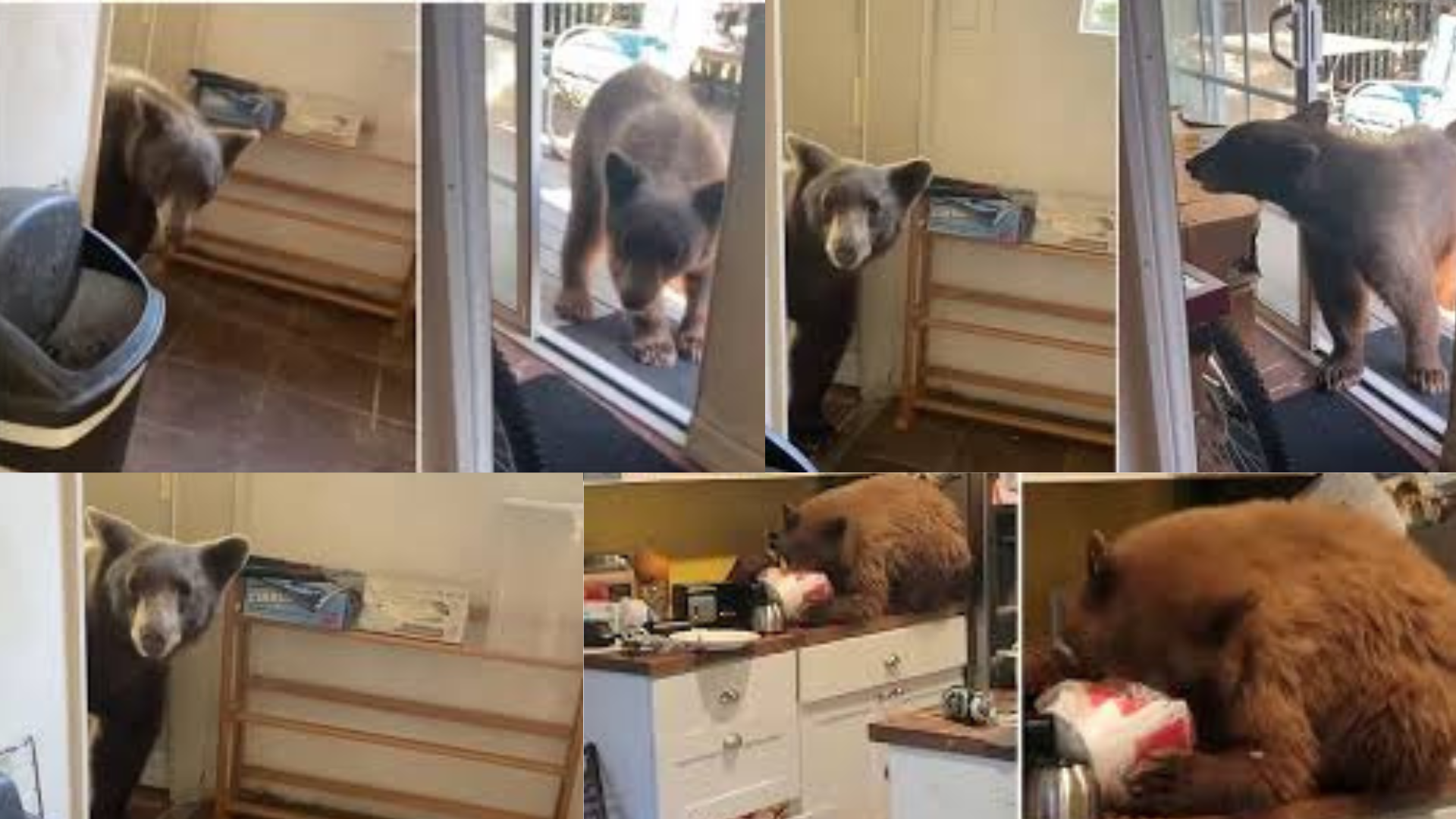 California Man’s Polite Encounter With Bear In Kitchen Goes Viral On Internet