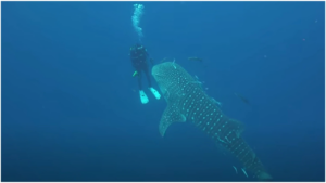 Watch: Scuba Diver’s Incredible Close Encounter With Whale Shark Captured On Camera