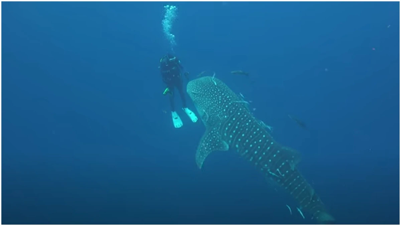 Watch: Scuba Diver’s Incredible Close Encounter With Whale Shark Captured On Camera