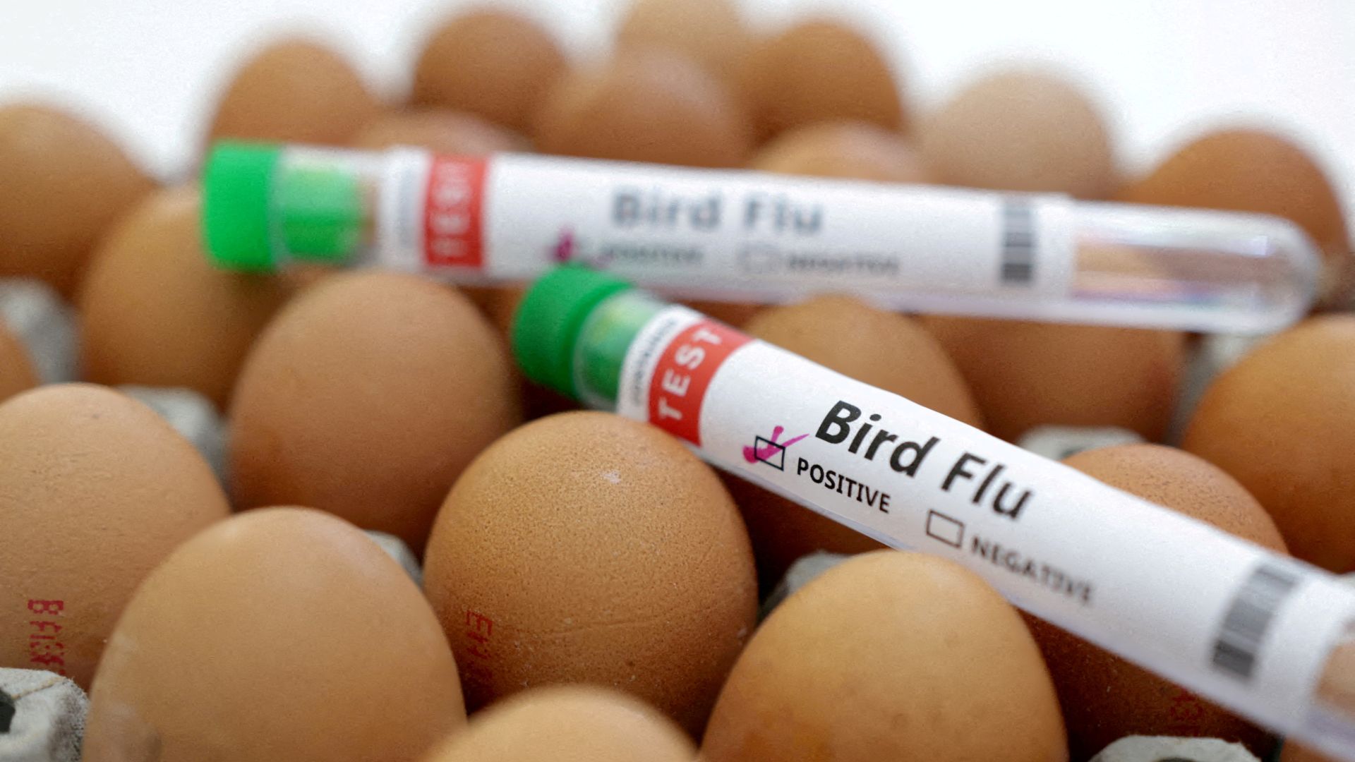 Global Concern As Mexico Records First Human Death From Bird Flu, WHO Confirms