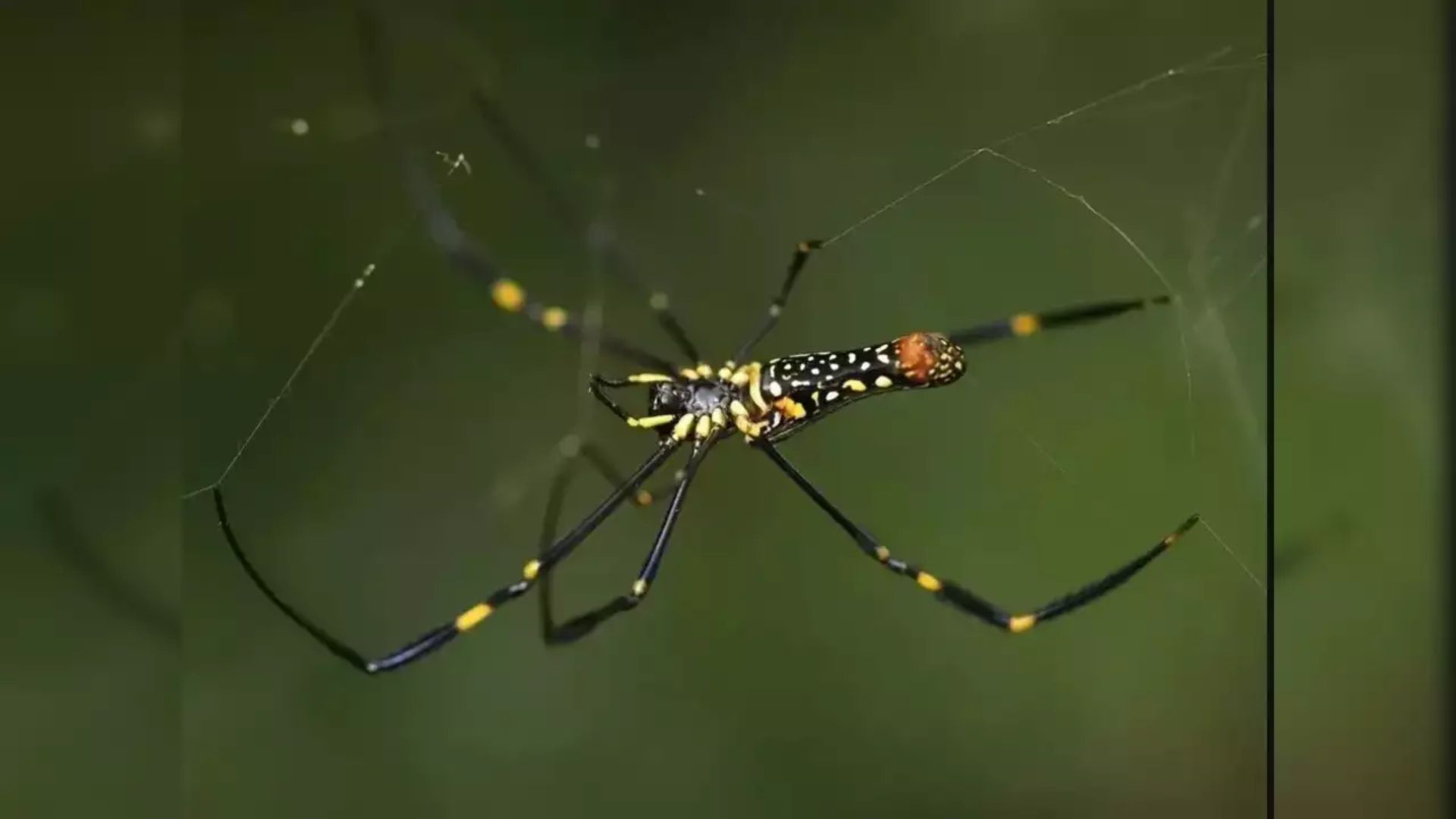 Giant, Venomous Joro Spiders Could Invade New York City This Summer