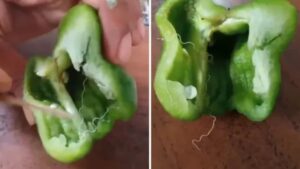 Viral Video Of ‘Deadly Worm’ In Capsicum Debunked As Misleading