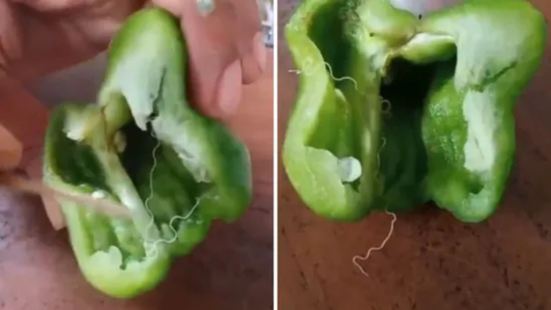 Viral Video Of ‘Deadly Worm’ In Capsicum Debunked As Misleading
