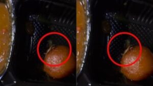 Passenger Finds Live Cockroach In IRCTC Veg Thali, Shares Video