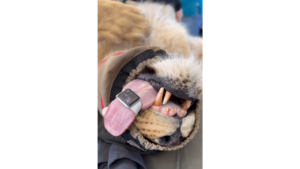 Veterinarian’s Surprise Finding: Apple Watch Tracks Lion’s Heart Rate Alongside Humans