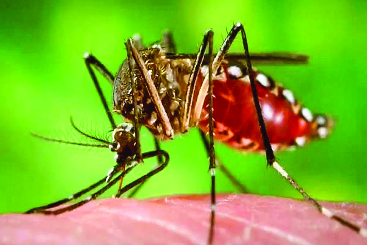 Cases of Dengue on the Rise