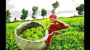 Assam Tea Industry Under Threat : How Extreme Weather Is Redefining Tea Prices?