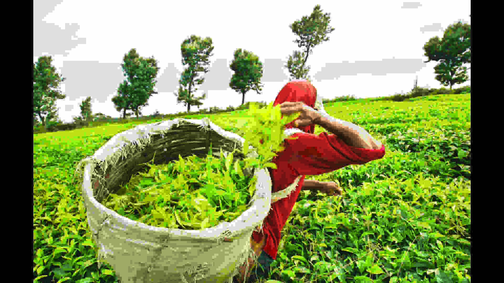 Assam Tea Industry Under Threat : How Extreme Weather Is Redefining Tea Prices?