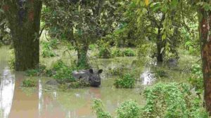 Assam Floods: 17 Wild Animals Submerged, 72 Rescued In Kaziranga National Park