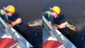 Florida Man Uses Alligator To Open Beer Can, Internet Reacts