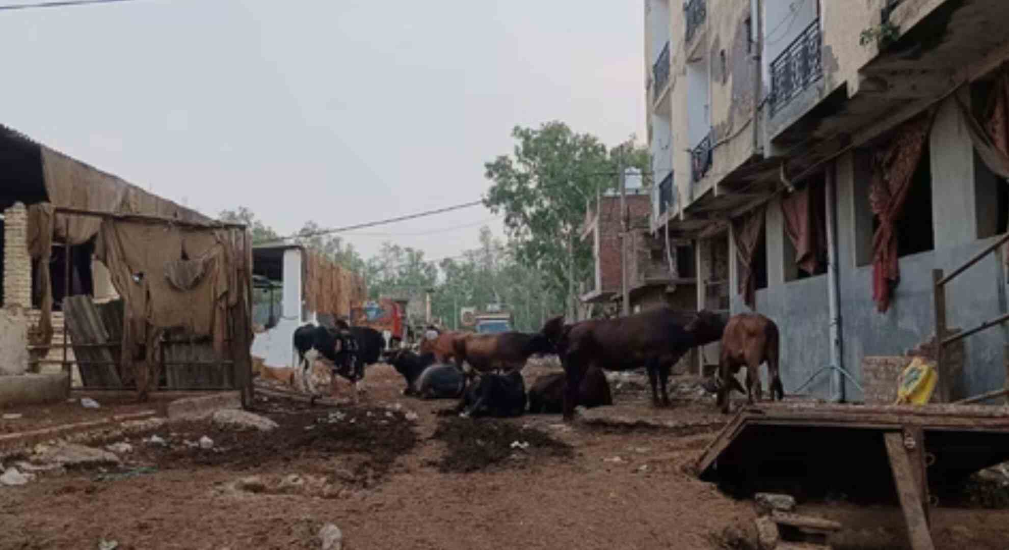 Delhi HC Orders Relocation Of Bhalaswa Dairies To Ghogha