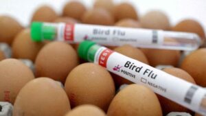 H7N5 Bird Flu Outbreak Reported In Germany Near Dutch Border