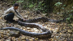 Indonesia: Woman Killed By Python While She Went To Buying Medicine For Sick Child