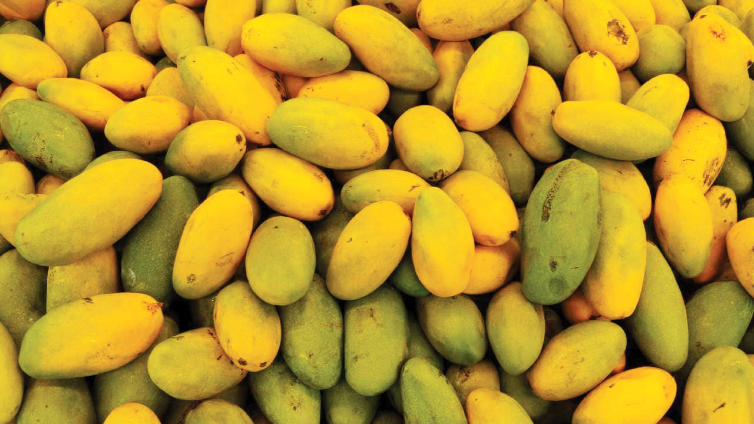 Mangoes from UP will be sold in US, Japan markets