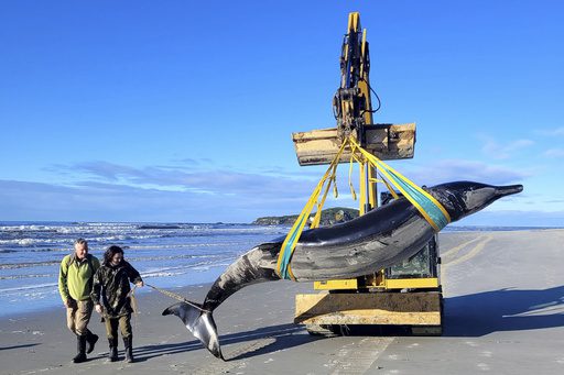 Rare of Rarest: One Out of 6 Whales Of Its Kind Found Dead on New Zealand Beach