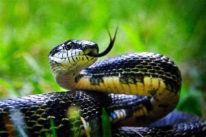 Miraculous Survival: Vikas Dubey Survives Five Snake Bites in a Month