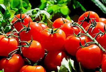 NCCF to Sell Tomatoes at ₹60/kg in Delhi NCR Amid Soaring Prices