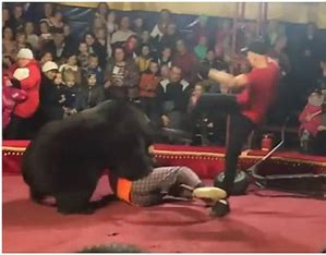 Viral Video Of Circus Bear Attacking Handler Sparks Renewed Outrage Over Animal Abuse