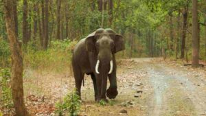 Assam: Wild Elephant Tramples 50-Year-Old Farmer To Death Near Guwahati