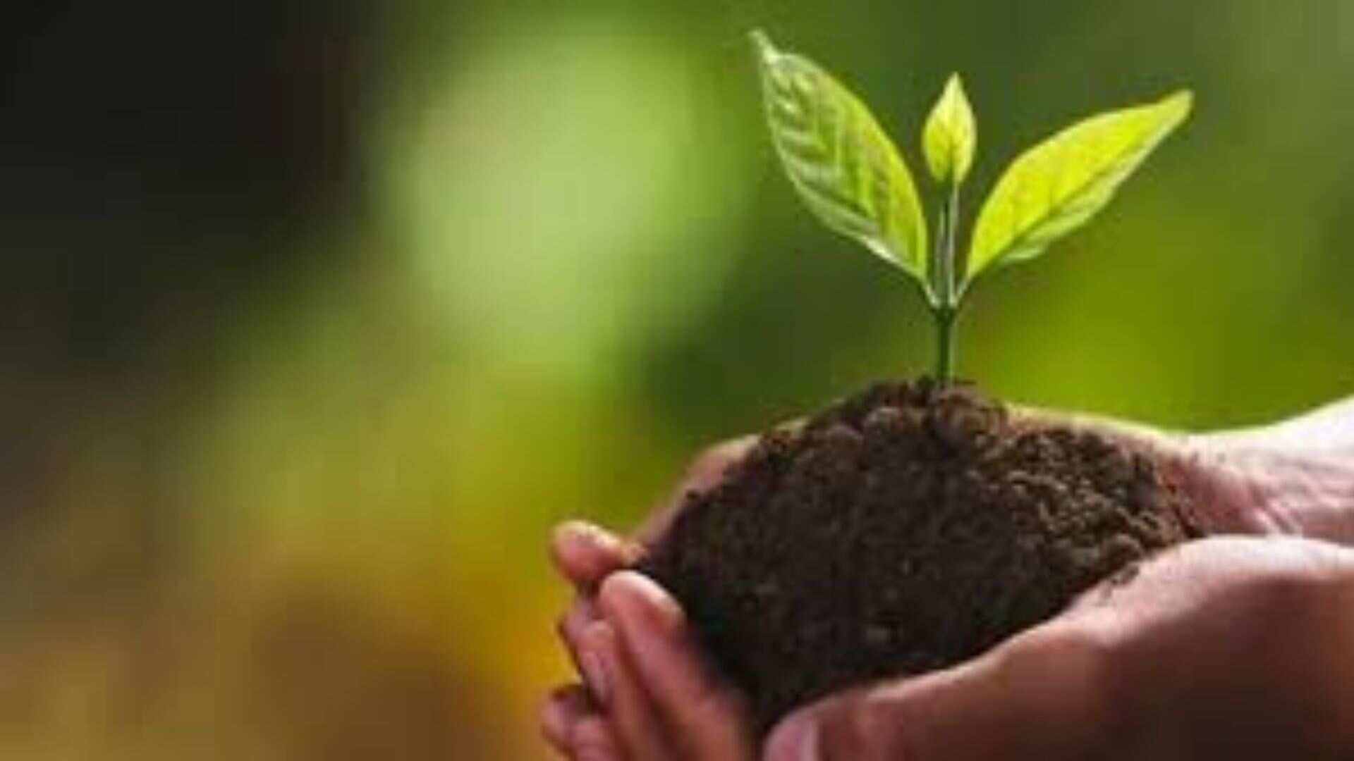 BSF, SBI Collaborate For Tree Plantation Drive In Srinagar