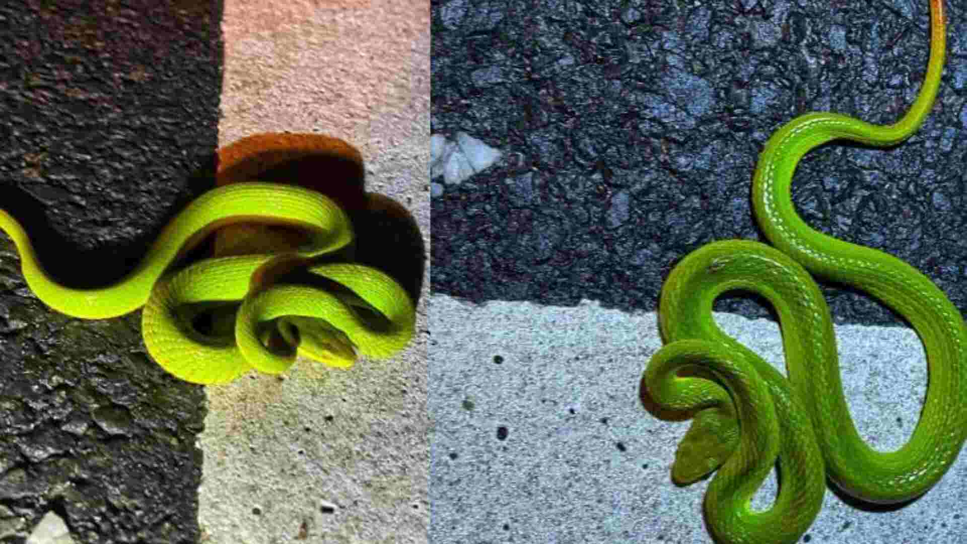 Assam CM Shares Images Of ‘Real-Life Harry Potter Snake’ In Kaziranga