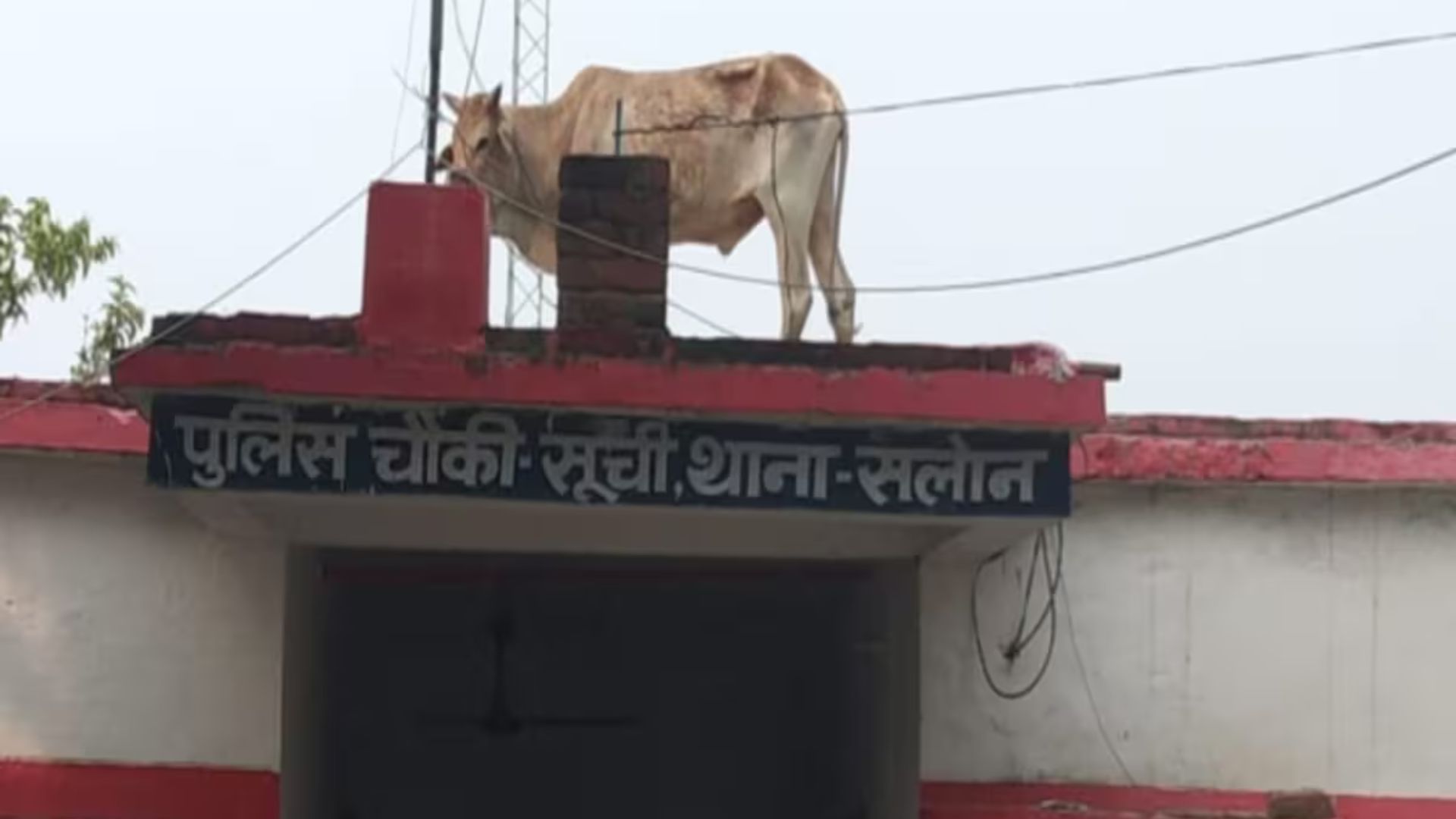 Watch: Bull Causes Chaos By Climbing Police Outpost Roof In Rae Bareli