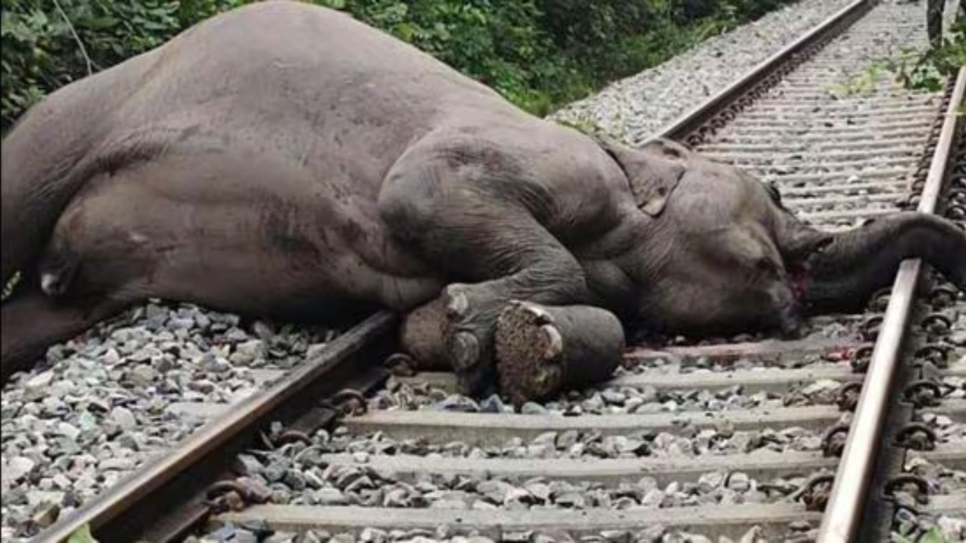 Wild Elephant Fatally Struck By Speeding Train In Assam