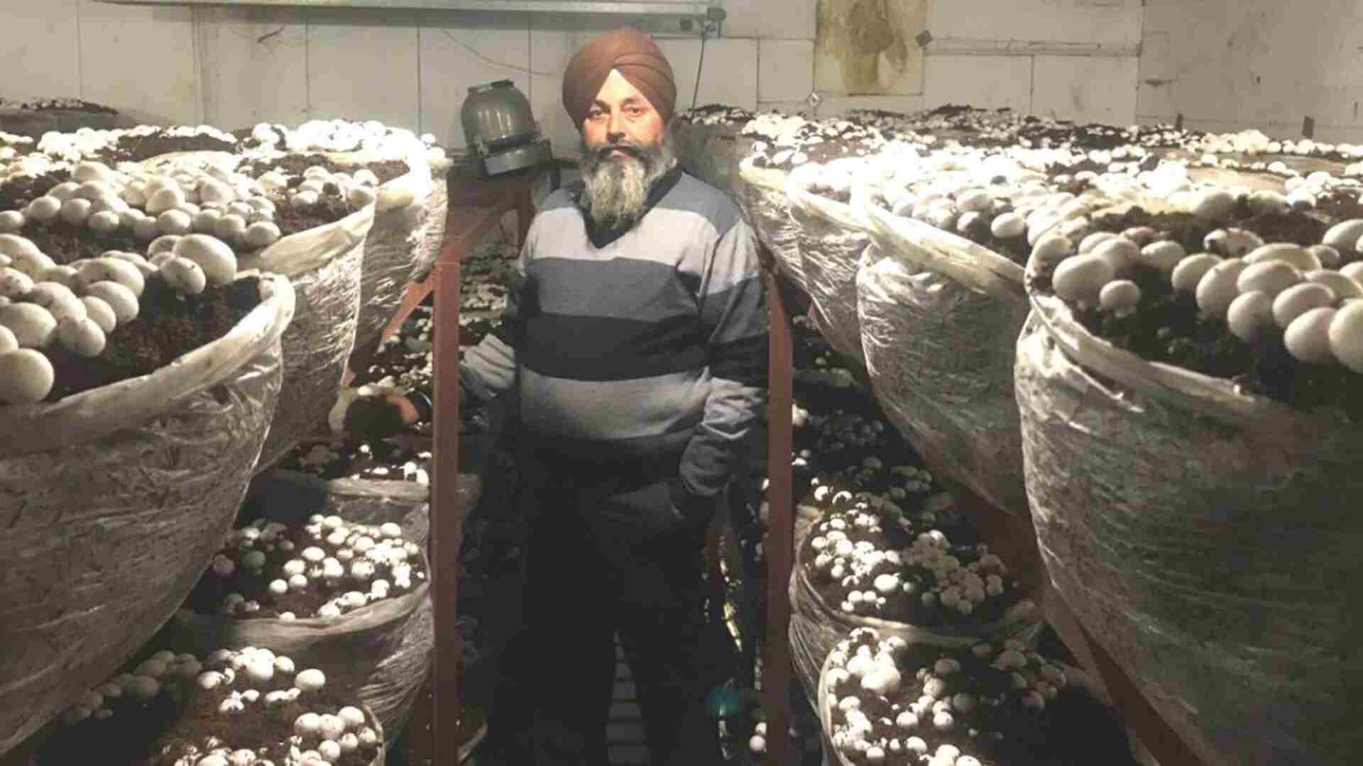 Success Story: How Mushroom Farming Transforms Baldev Singh’s Life In Punjab