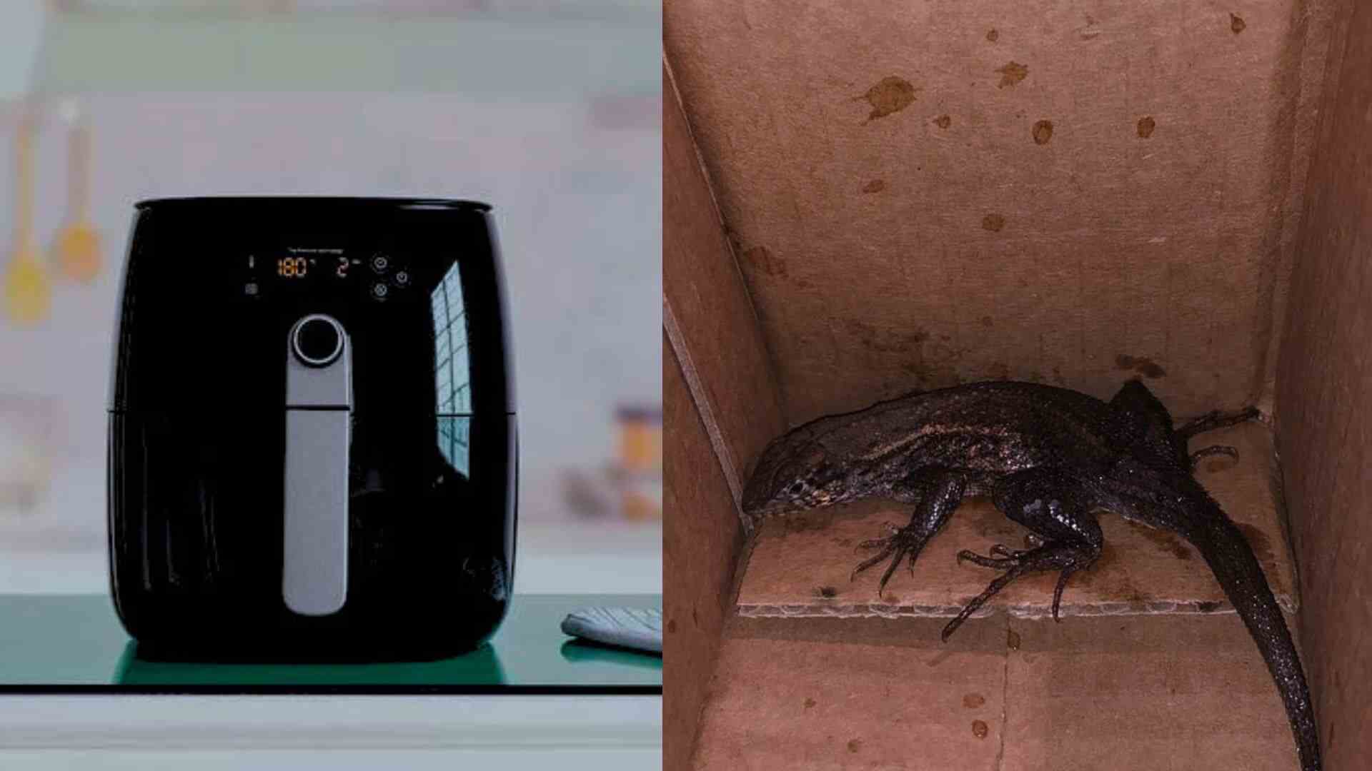 Unexpected Delivery: Colombian Woman Finds Lizard Instead Of Air Fryer From Amazon