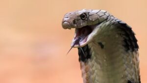 Weekly Date: UP Man Gets Bitten By Snake Every Saturday