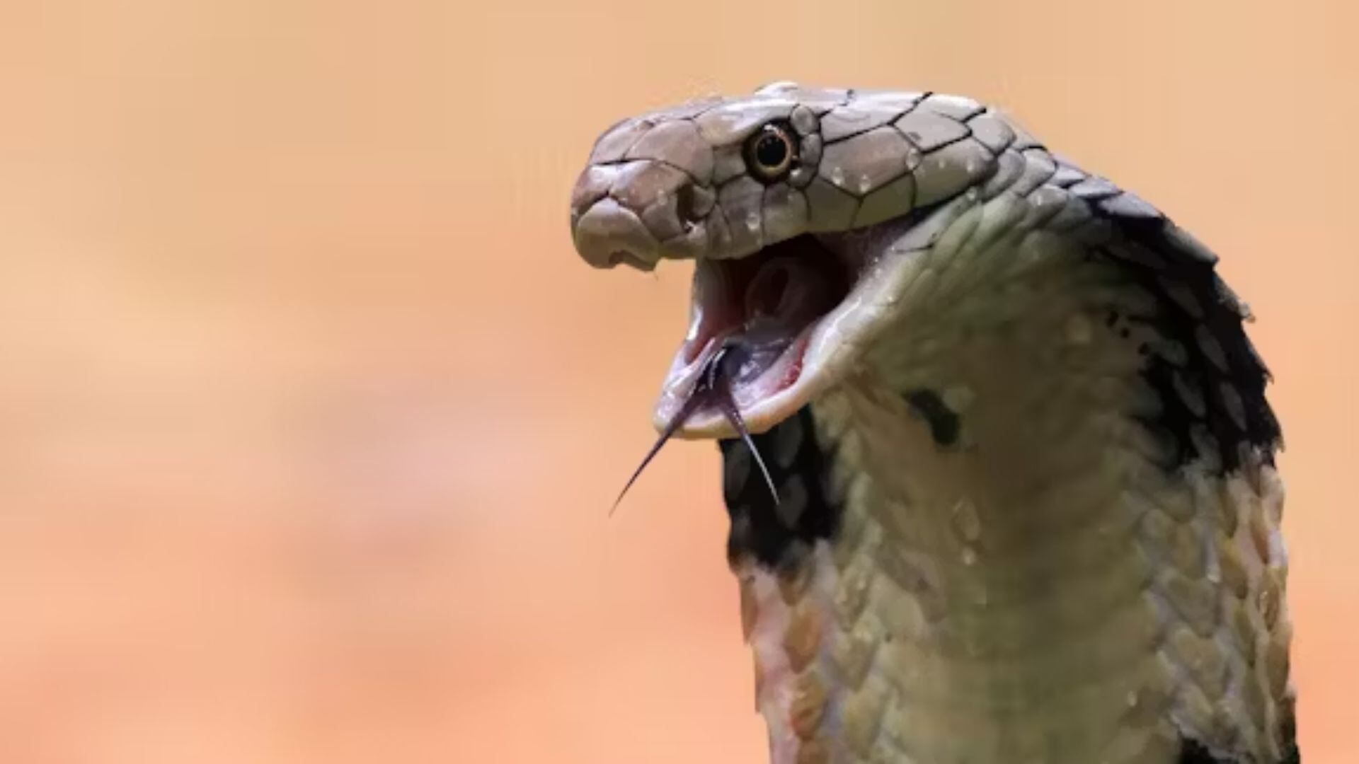 Weekly Date: UP Man Gets Bitten By Snake Every Saturday